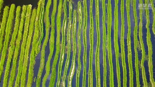 澜湄合作故事｜同绘农业发展底色