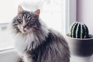13 Reasons Why Your Maine Coon Isn’t Affectionate