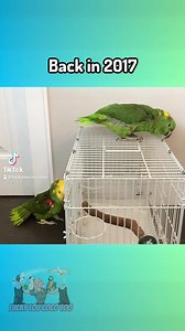 Remembering the time i fostered two aggressive Amazon parrots lol 😱 | Lucky Lou and Coco Too