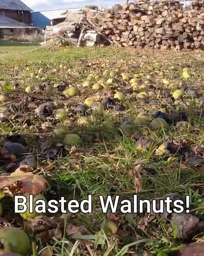 How to CLEAN up WALNUTS the EASY Way