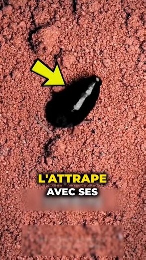 🕷️ This spider buries itself for a TERRIFYING reason 😨 #facts #unusual