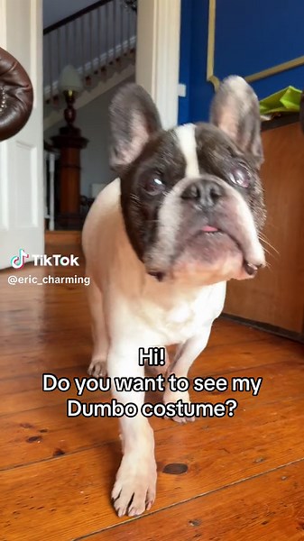 Adorable 13-Year-Old Frenchie's Attention-Grabbing Antics