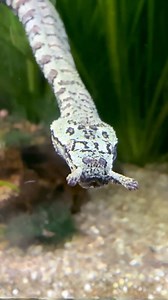 592K views · 15K reactions | Tentacled Snake  TENTACLES on a Snake?! Yes, those tentacles are real. They help the snake feel tiny movements in the water. It waits completely still, then strikes at the perfect moment. #wildlife #nature #animalfacts #1minuteanimals | 1 Minute Animals | Facebook