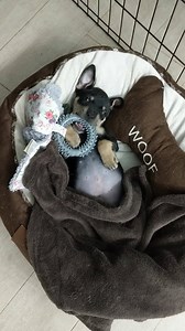 2.3K views · 142 reactions | Little Asher is now Available at www.ruffdogrescue.org ! | Ruff Dog Rescue GA | Facebook