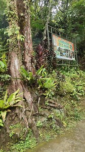 Nippy atmosphere of Gawahon Eco park with the loud sounds of crickets | Christine Cabello Diaz