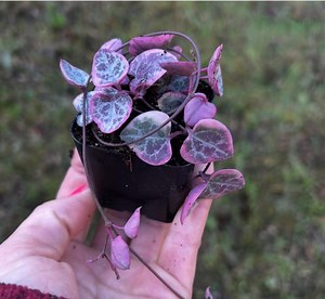 String of Hearts Variegated Pink Succulent 2” Ceropegia Woodii Live Plant Gift Vsoh - Etsy