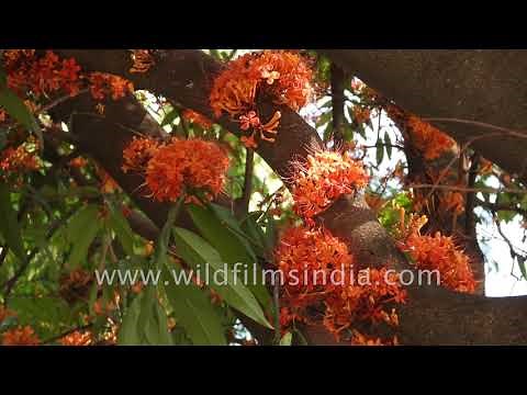 Sita Ashok tree flowers from the trunk itself: Beautiful Indian flowering tree