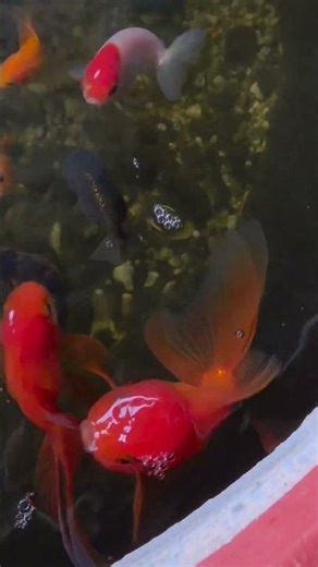 Colorful Fish Feeding Frenzy 🐟✨#shorts #goldfish