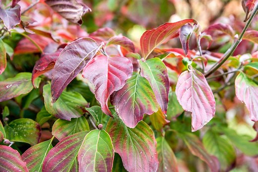 12 Beautiful Dogwood Trees and Shrubs