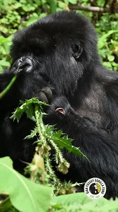 401K views · 10K reactions | Happy 39th birthday to the lovely Gutangara!  She is the second oldest female that we monitor and she just had a baby earlier this month! She looks amazing for her age and we cannot wait to see what year number 40 looks like! Everyone wish her a happy birthday!  #mountaingorillas #nature #conservation | Dian Fossey Gorilla Fund | Facebook