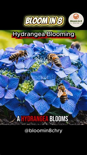 The Viral 8-Second Hydrangea Timelapse That’s Hypnotising Millions #shorts #flowers #timelapse
