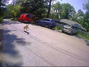 Body Cam Footage Of Vernon Cop Shooting Dog Is Released