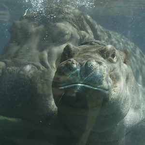 Who's excited for National Hippo Day? Weighing around 300 lbs, Tony continues to grow, but wild populations of hippos are declining. These formidable grazers act as important fertilizers for African ecosystems, but are Vulnerable due to habitat loss & illegal wildlife trafficking. | San Diego Zoo