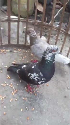 merpati #fypシ #fypyoutube #merpati #merpatikolong #fypシ