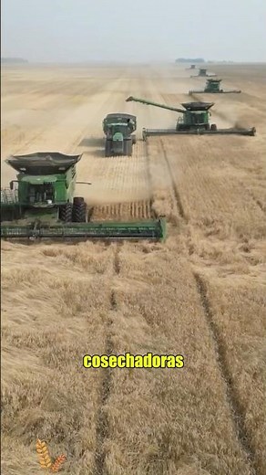 Harvest the wheat field#foryou #knowledge #us #wheat