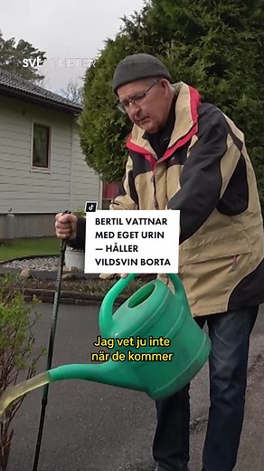 Urinstrategi för att hålla vildsvin borta