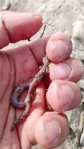 @Plant Journey Tiny Earthworm Moving in Soil | Amazing Nature Short