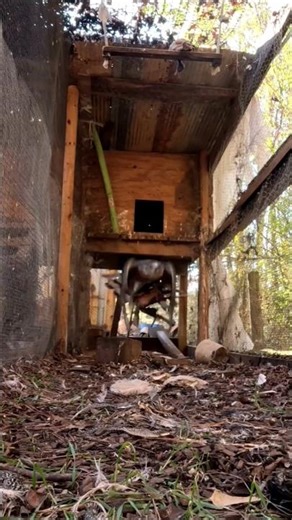 The Hawks Speed & Strength is Unbelievable !