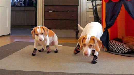 Dogs in Socks: The Cutest Fashion Statement Ever