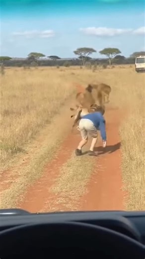 Nobita Agarwal on Instagram: "Lion attack boy 😭 #jungle #lion #safari"