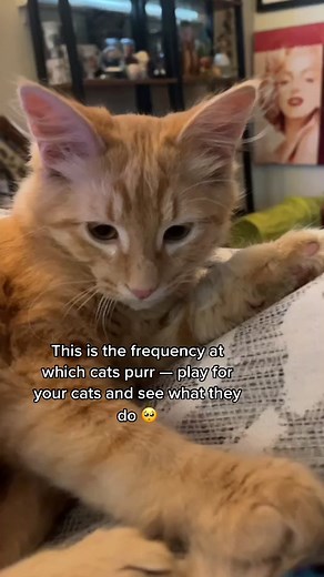Cute Cat Sounds: Purring Frequency to Attract Your Cat