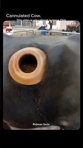 A cannulated cow is cow that has been fitted with a round port