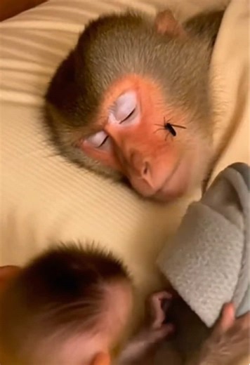 Saving Monkey Mom: A Hilarious Animal Adventure