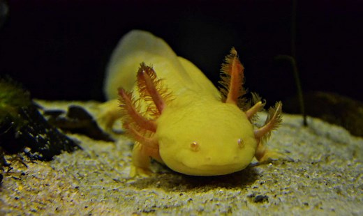 Why Axolotls are Slowly Disappearing