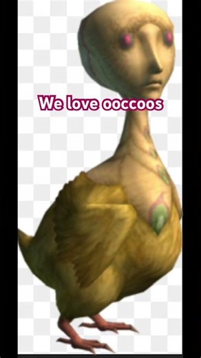 We love oocoos