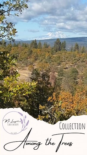 🍂✨ Where Lavender Meets the Forest ✨🌲 The seasons are turning here Among the Trees Lavender Farm, and the hills are painted in gold and rust. The air carries the scent of pine, woodsmoke, and lavender — that perfect blend of earth and calm that reminds you to slow down, breathe, and savor the changing light. 🌾💜 It’s from this rhythm of the seasons that our Among the Trees Collection was born — inspired by misty forest mornings, cedar after rain, and the peace that comes from living close to 
