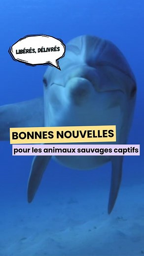 🐬Théorisée par Descartes comme une relation homme-machine, notre relation aux animaux n’a cessé d’évoluer avec la reconnaissance de droits croissants pour les animaux. Depuis 2015, le code civil leur attribue la qualité d’être sensible, un statut juridique plus protecteur. 🐈Animaux maltraités ou abandonnés sur la route des vacances, scènes insoutenables dans les élevages ou les abattoirs. La multiplication de ces images a créé un électrochoc sur les réseaux. Qu’en est-il aujourd’hui de la cond