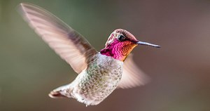 Anna's Hummingbird Similar Species to, All About Birds, Cornell Lab of Ornithology