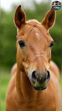 You Won’t Believe These Horses Exist… 3 Rarest Horses in the World 🐎😳 #animals