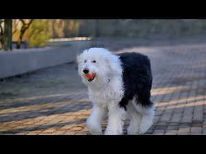 How to Groom an Old English Sheepdog: A Step-by-Step Guide