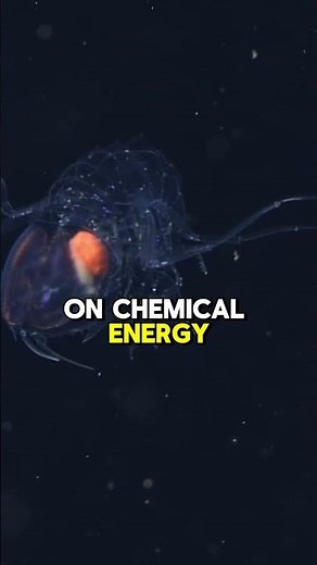 How Life Survives Without Sunlight | Extreme Biology Explained