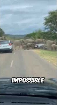 Animal Encounters That Seemed Completely Impossible!! 😳 #facts #animals #wildlife