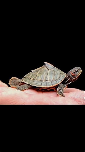 difference between Indian roots and turtle and radius slider turtle#fish #fishtank #fish