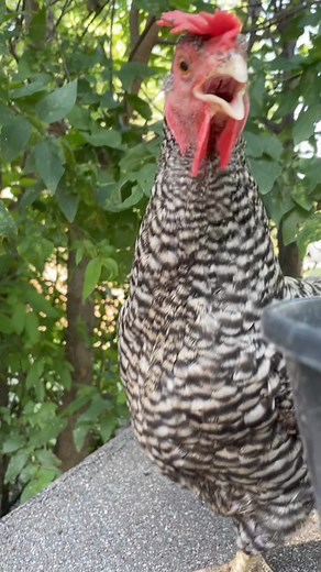 101K views · 1.3K reactions | Barred rock singing a new song  I think 樂 about summer season lol only she and other chickens know what she’s saying.  #hen #barredrocks #backyardchickens #chickens #chickenlover #fbreelsvideo #follower #animallover #favorite #adsonreels #chickensong | My lovely Animals | Facebook