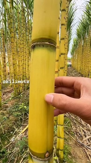 FAHAMU KUHUSU KILIMO CHA MIWA | SUGARCAN FARMING | TAJIRIKA NA KILIMO CHA MIWA KILIMO BORA CHA MIWA : Kilimo cha miwa ni kilimo chenye tija kwa mkulima, kilimo hiki kinaweza kufanywa na mtu yeyote yule aidha awe ameajiliwa au laaa. Kuna aina kuu 2 za miwa: 1. BUNGALA 2. MIWA MYEKUNDU Unachotakiwa kufanya katika kulima kilimo hiki ni, Kwanza kabisa tafuta aridhi. Tafuta mbegu ya miwa ya BUNGALA miwa hii ni laini sana na ni rahisi kuichana kwa kutumia meno, baada ya kupata miwa hii kata vipande vi