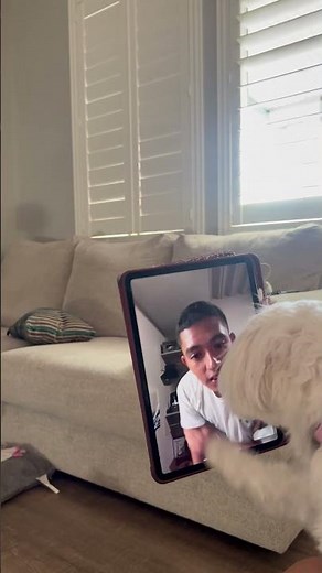 Dog Licks and Scratches Man Through Videocall - 1504088