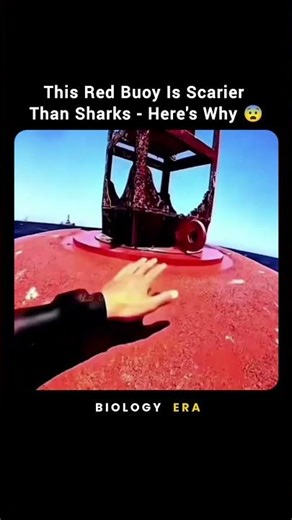 This Red Buoy Is Scarier Than Sharks - Here's Why 😨 #Shorts