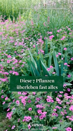 Welche pflegeleichten Pflanzen kennt ihr noch? 💚 #meinschönergarten