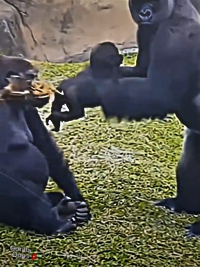 Understanding Gorilla Behavior and Habitats