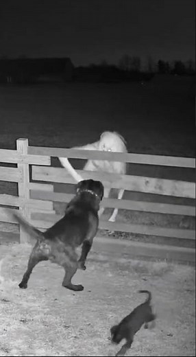 Puppies Under Attack Until Pitbull Steps In | Night Farm CCTV