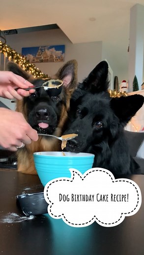205K views · 17K reactions | Birthday Cake baking with Charlie & Moose 殺 Happy 1st Birthday Moosey!  #dogbirthday #bake #dogsofinstagram #germanshepherd #gsd #germanshepherdsofinstagram #dogsoﬁnsta #doglover #foodreview #dogmom #dogenrichment #dogfood #dogoftheday #instagood #instagram #foryou #enjoy #germanshepherddog #tutorial | Charlie The Black Shepherd | Facebook