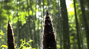 53 reactions · 15 shares | Spring is a time for seasonal produce. In our series “Vibrant Land,” we take you to see how modern agricultural businesses are narrowing the distance from rural farms to dining tables in the city while boosting villagers’ incomes. #springtime #agriculture #village | CGTN China24 | Facebook