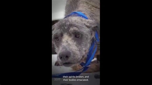 Humane Society of the United States TV Spot, 'Hope Is Not Lost'
