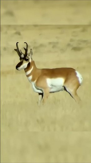 Unbelievable Pronghorn Antelope🦌 Hunt – Trophy Down!#chasse #hunthowdown #bowhunting #hunting