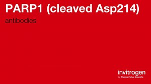 PARP1 (cleaved Asp214) antibodies from Thermo Fisher Scientific