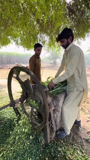 Chuff cutter machine operating with bulls